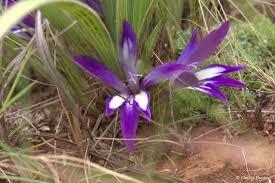 Image result for Babiana