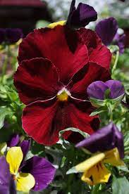 Pansy And Viola Are Both Of The Same Genus Viola Pansies Have A Large Flower While The Plants We Refer To Pansies Flowers Nothing But Flowers Flower Pictures