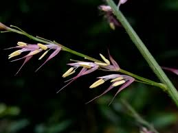 Image result for Olyra latifolia