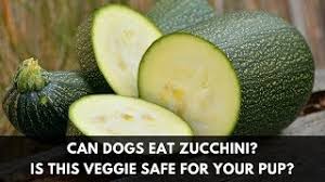 If you cook the zucchini before your dog eats the seeds with zucchini, then there'll be no problems at all. Can Dogs Eat Zucchini Is This Veggie Safe For Your Pup Youtube