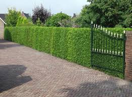 Fraser valley cedars has high quality cedar trees for vancouver, surrey, burnaby langley & abbotsford. Buy Western Red Cedar Hedging Thuja Hedge Plants Arbor Vitae Hedges
