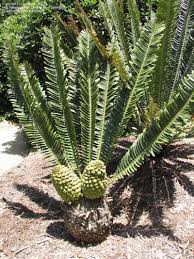 Image result for Encephalartos chimanimaniensis
