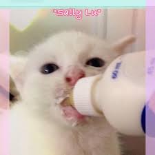 Are you getting ready to adopt a new kitty? Adopt Bottle Feeding Baby Kittens Posts Facebook