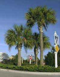 Check spelling or type a new query. Sabal Palmetto State Symbols Usa