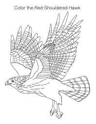 Discover our 1,500+ free adult coloring pages to download in pdf or to print : Hawk Coloring Pages Free Printable Coloring Pages For Kids