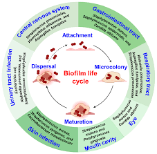 Image result for Phyllanthus parvulus