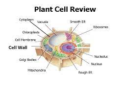 Check spelling or type a new query. Cell Types And Organelles The Cell Is Like