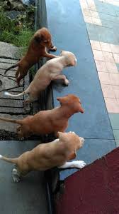 Adoption Of Dogs Free Mumbai Home Facebook 6 best pet adoption centers in mumbai all animal lovers should visit.