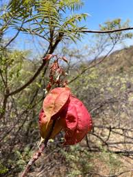 Image result for Erythrophysa