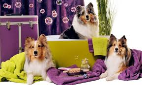 Regular dog ear cleaning and nail clipping are the keys to keeping your puppy happy. Pet Grooming Pet Village Groupon