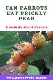 The fruit of the prickly pear grow from the flat prickly pads of the cactus. Can Parrots Eat Prickly Pear Food Out Eat Full Meal Recipes