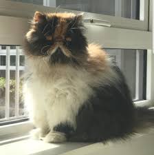 Check out the oriental cat breed profile written by gccf cat judge ross davies bringing you the facts on oriental cats. Lovely Pedigree Tricolor Persian Cat For Adoption London Central London Pets4homes