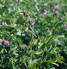 Image result for Lotononis bainesii