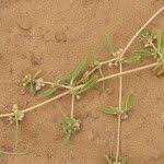 Image result for Gisekiaceae