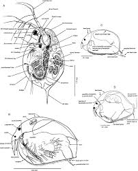 Image result for Cyperus trigonellus