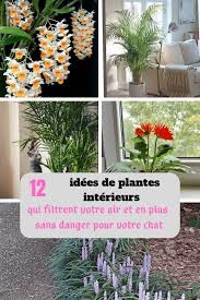 12 Plantes D Interieurs Qui Filtrent L Air De Votre Maison Plante Interieur Plante Idees Jardin