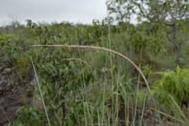 Image result for Trachypogon