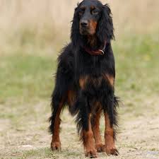 List a future gordon setter litter (planned breeding) list gordon setter puppies for sale; Gordon Setters For Sale Near Me Cheap Buy Online