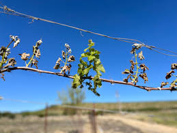 Tablas Creek Vineyard Blog: Frost damage and recovery... and damage and  recovery