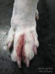 Dogs With Allergies Bicho De Estimacao Estimacao Animais