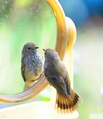 Is That Really Me By Helmutk Beautiful Birds Pet Birds Animals