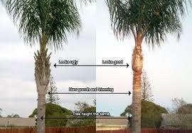 Foundation masters, will remove your palm trees, free palm tree removal in sarasota, venice, bradenton and tampa. Pin On Spikeless Palm Trimming