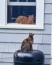 Mar 29, 2019 · to keep cats away, make sure your outdoor trash cans have tight lids on them to prevent strays from sniffing around the area. Living In Harmony With Wildlife Feral Cats