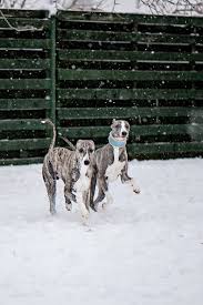 Whippet Italian Greyhound Puppies Whippet Dog Dog Expressions