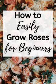 How To Easily Grow Roses For Beginners In 2020 Growing Roses Rose Care Gardening For Beginners