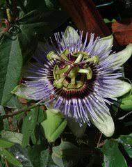 Image result for Viridivia suberosa