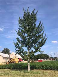 Get expert advice for selecting and siting the right trees when you sign up for a free site assessment and free shade trees through our partnership with. Princeton Sentry Ginkgo Halka Nurseries