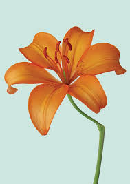 Epingle Par Flore Peillon Sur Floral Fleurs Vegetal Lys