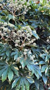 Image result for Tephrosia festina