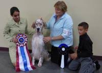 English setter, junior handlers shine at Crab Orchard Kennel Club dog shows  in Marion