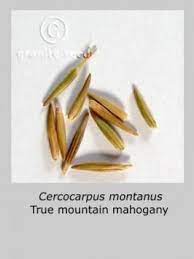 Cercocarpus Montanus Granite Seed And Erosion Control Soil Texture Seeds Erosion Control
