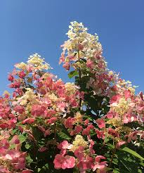 We did not find results for: Ornamental Trees Spring Tree Farm Innisfil