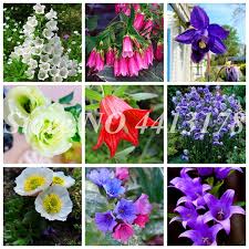 Check spelling or type a new query. Thailand Platycodon Grandiflorus Mixed Flower Perennial Bonsai Campanulaceae Flower Easy To Grow Pot Garden Plants 50 Pcs Buy At The Price Of 0 22 In Aliexpress Com Imall Com