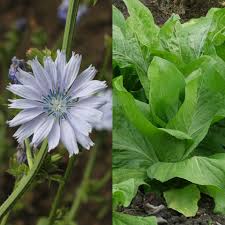 Image result for Cichorium