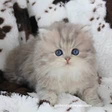 The persian is an old breed. Blue Golden Persian Kittens For Sale Christypaw Persians