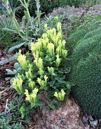 Scutellaria Orientalis Plants Rock Flowers Rock Garden