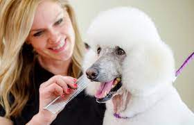 Brush your poodle puppy once a day or once every other day. Poodle Grooming Instructions Lovetoknow