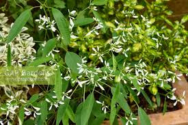 Image result for Euphorbia graminea