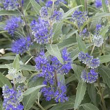 Image result for Caryopteris odorata