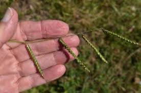 Image result for Urochloa eminii