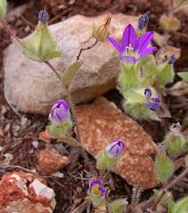 It is native to israel. Flowers Of Israel Jerusalem Bellflower