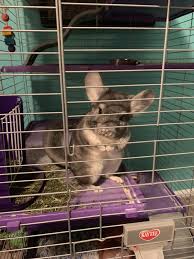 Buy chinchilla small animal hays and get the best deals at the lowest prices on ebay! Female Chinchilla For Sale Live Small Pets Petsmart