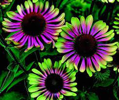 Green Twister Coneflower Seeds Flowers Perennials Hardy Perennials Green Power