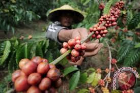 Di sana, di beberapa desa yang terletak di bumi indonesia, masih banyak petani kopi kita yang tanpa sadar dirugikan. Tbig Memanfaatkan Limbah Kopi Untuk Pewarna Batik Antara News Jawa Timur