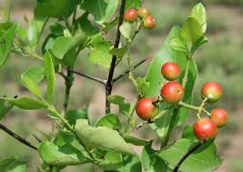 Image result for Carissa spinarum