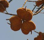 Image result for Hermannia micropetala